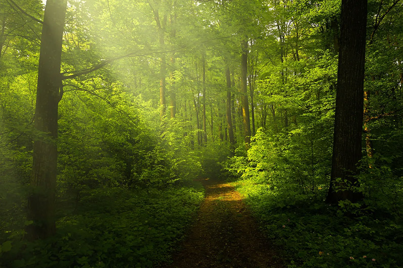 chemin dans les arbres